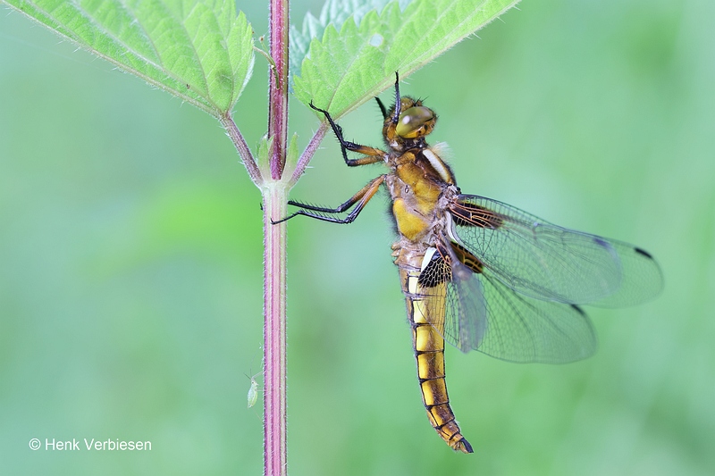 Libellula depressa - Platbuik 5.JPG