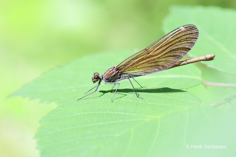 Calopteryx virgo - Bosbeekjuffer 7.JPG