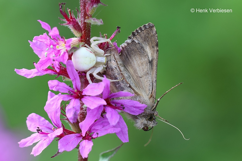 Misumena vatia - Gewone Kameleonspin 1.JPG