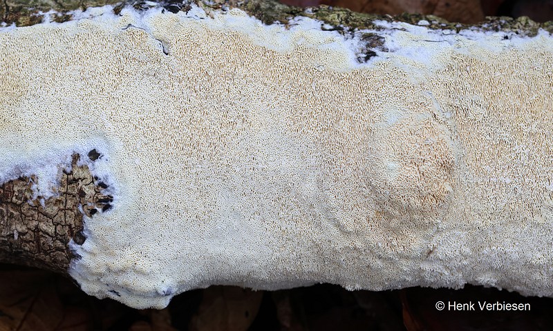 Schizopora paradoxa - Witte Tandzwam 1.JPG