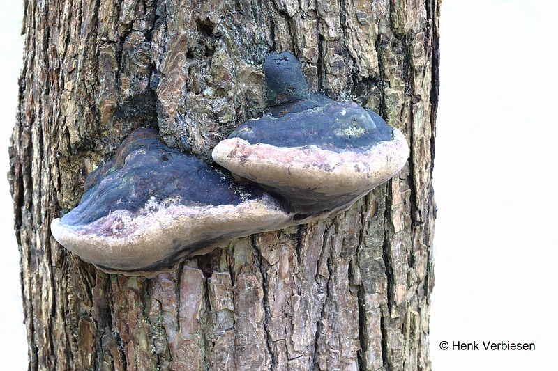 Phellinus igniarius - Echte Vuurzwam 2.JPG