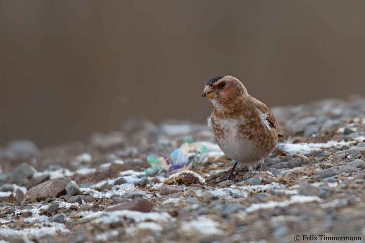 African Crimson-winged Finch