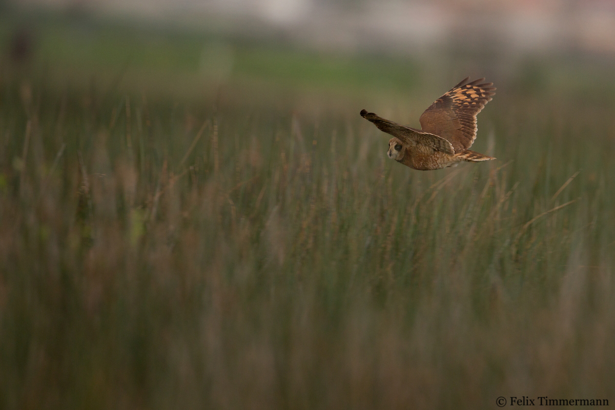 Marsh Owl