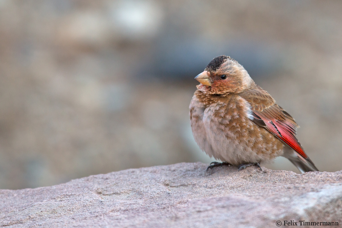 African Crimson-winged Finch