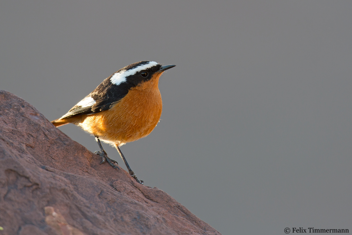 Moussiers Redstart