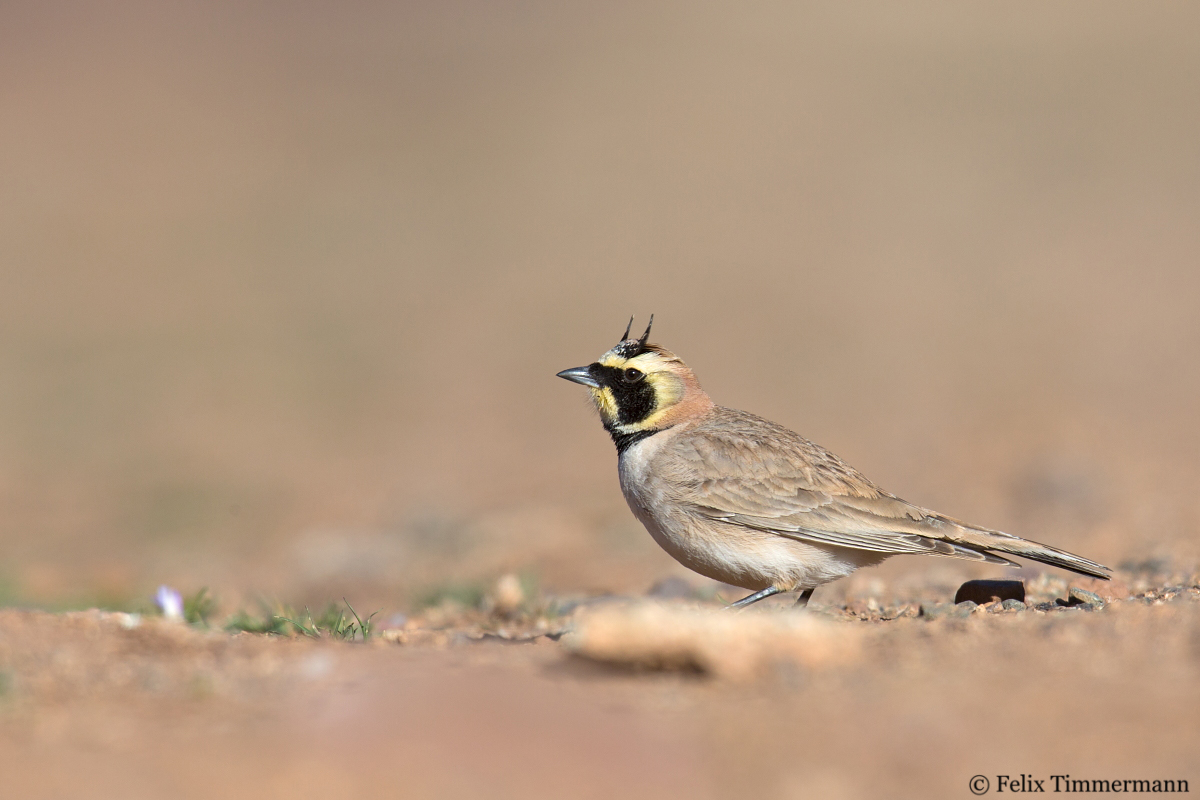 Atlas Horned Lark