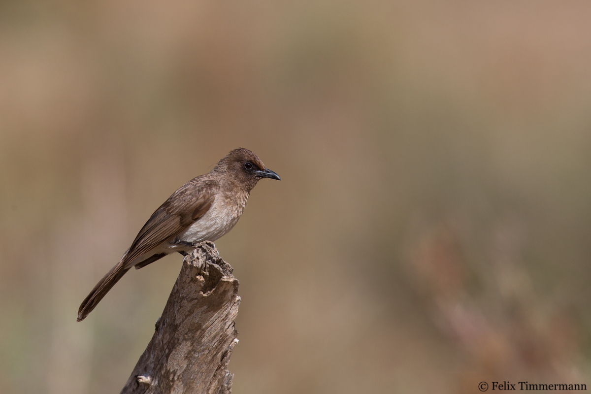 Common Bulbul