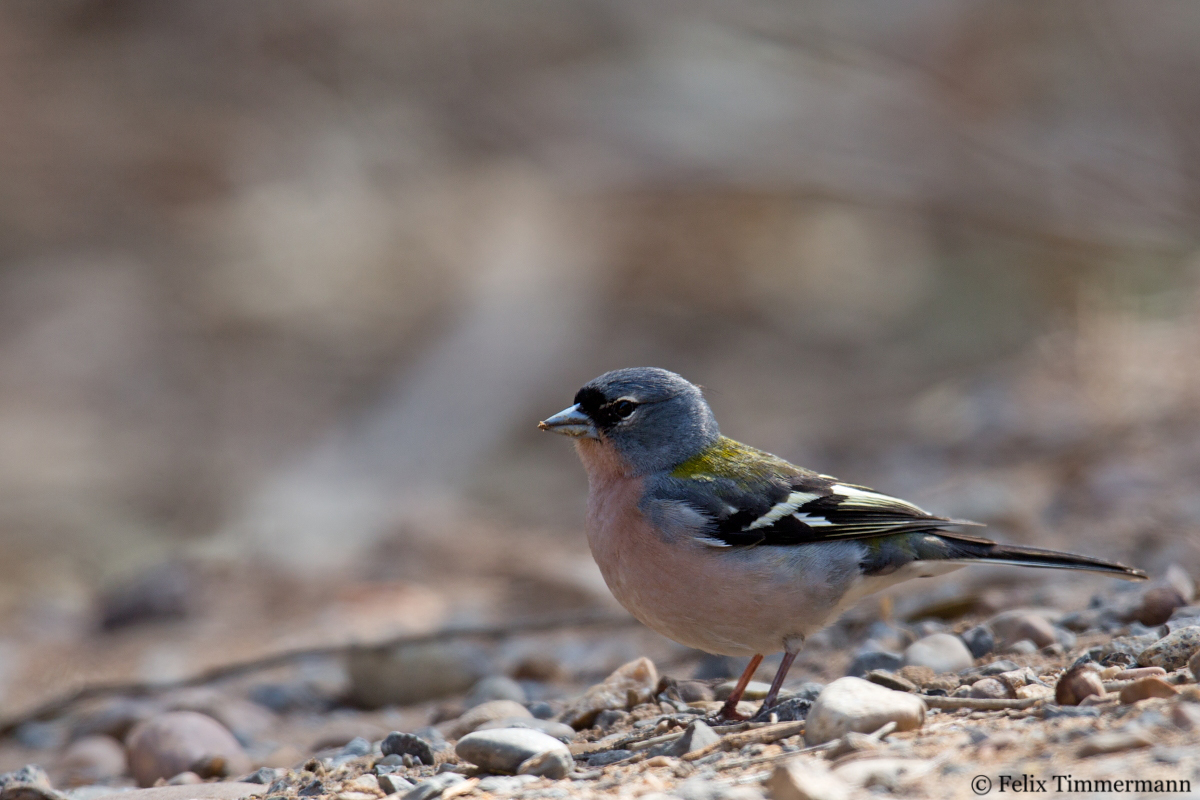 Atlas Chaffinch