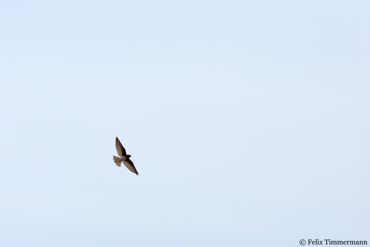 Brown-throated Martin