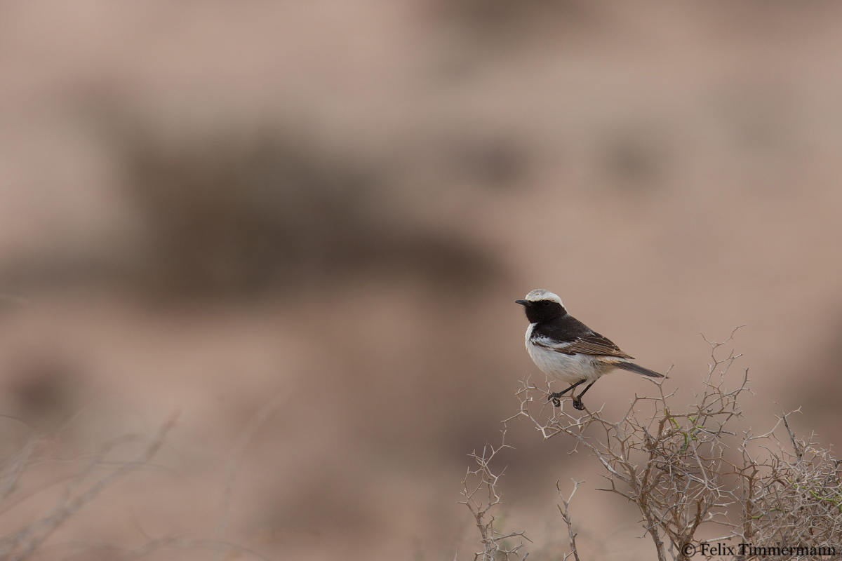 Red-rumped Wheatear