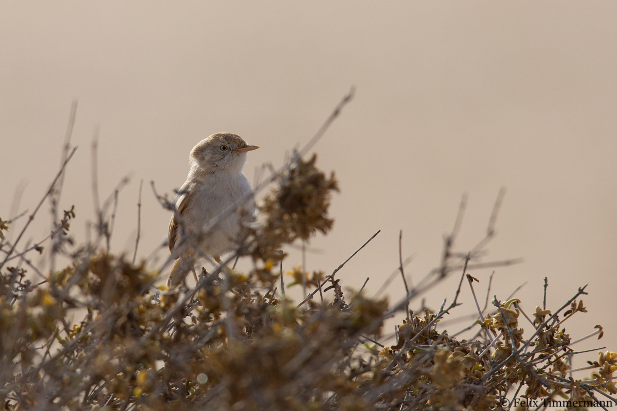 African Desert Warbler