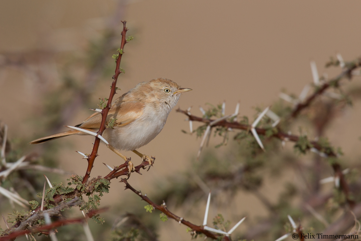African Desert Warbler
