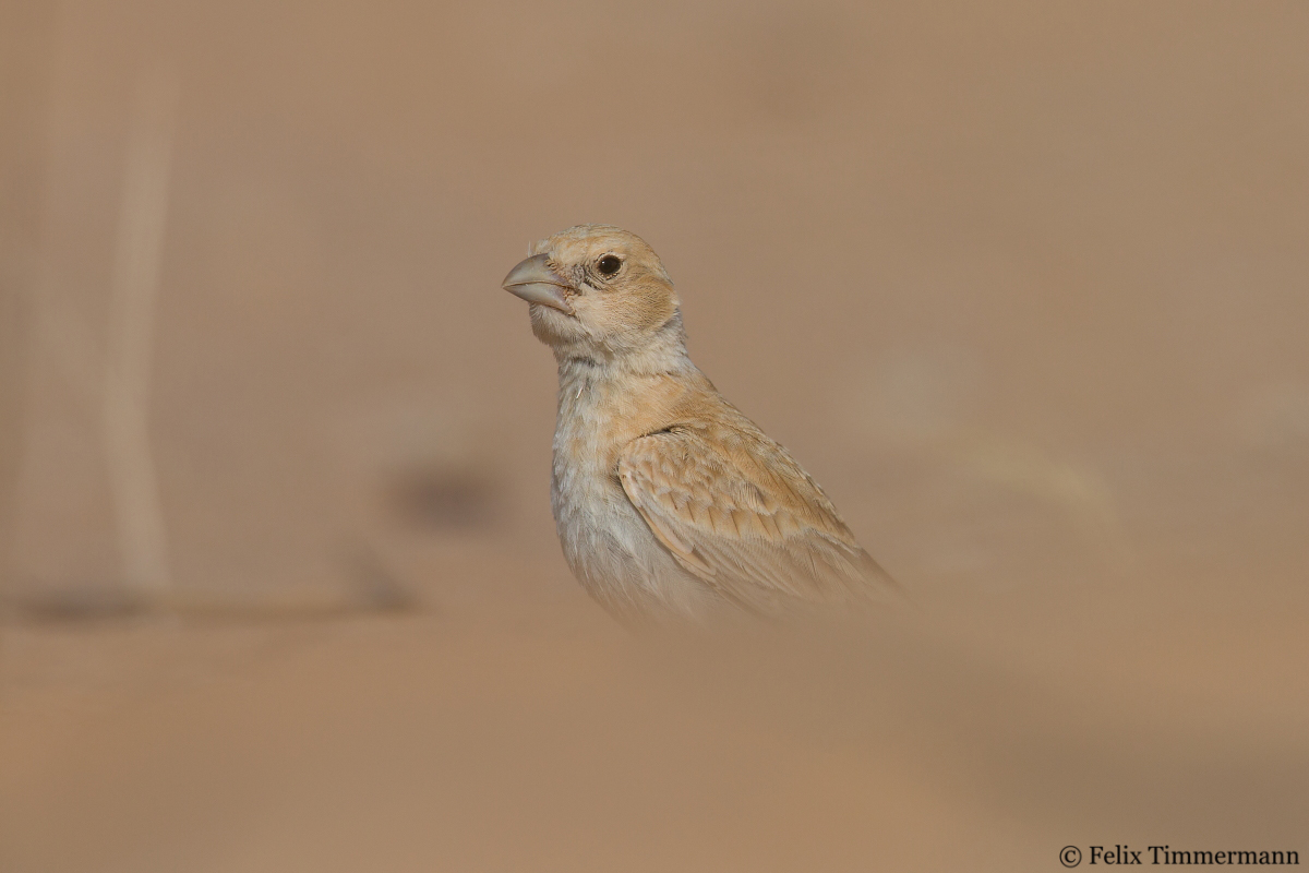Black-crowned Sparrowlark