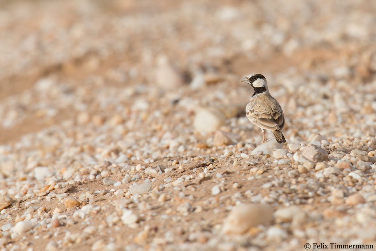 Black-crowned Sparrowlark