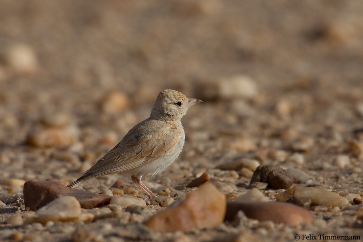Dunns Lark