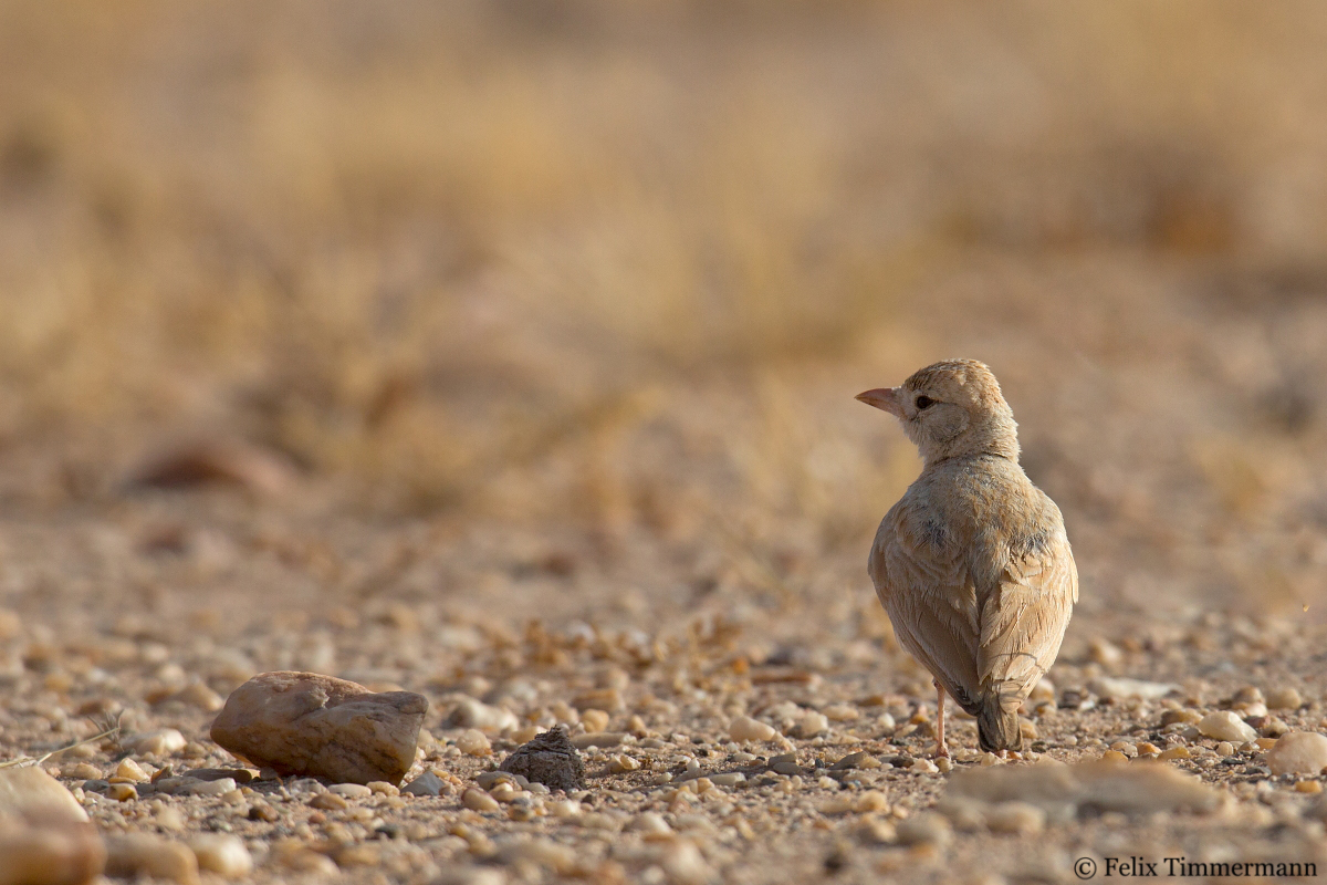 Dunns Lark