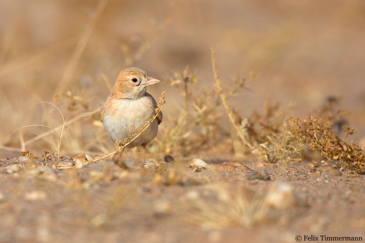 Dunns Lark