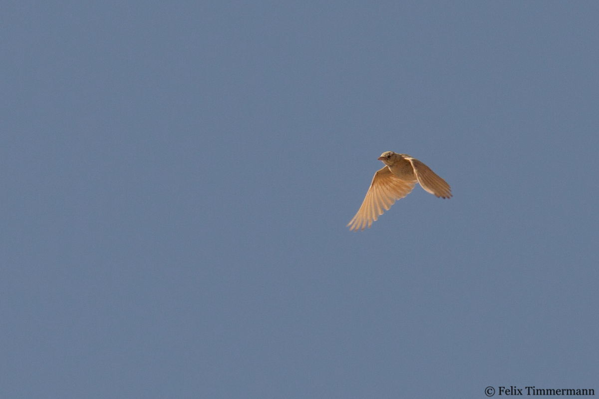 Dunns Lark