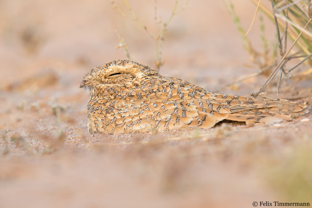 Golden Nightjar