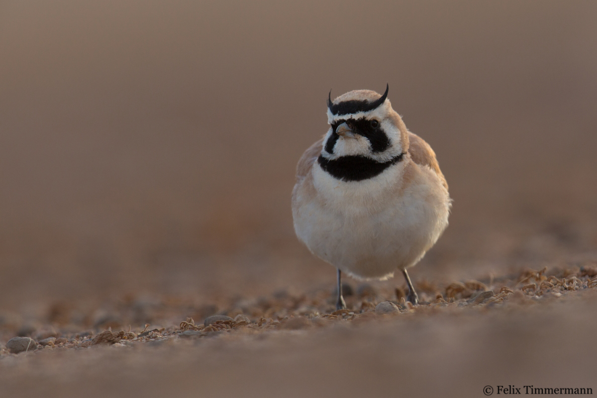 Temmincks Lark