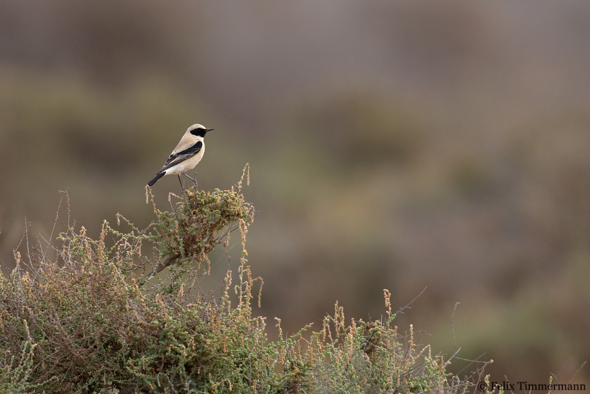 Desert Wheatear