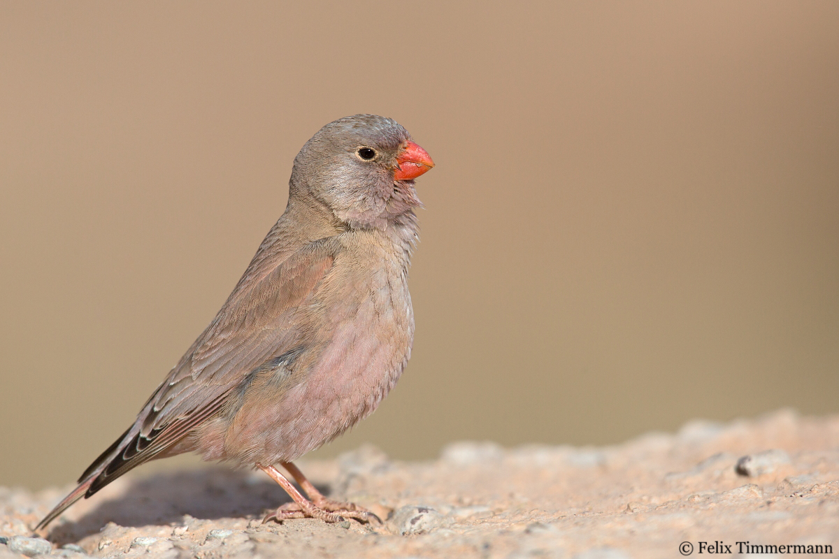 Trumpeter Finch