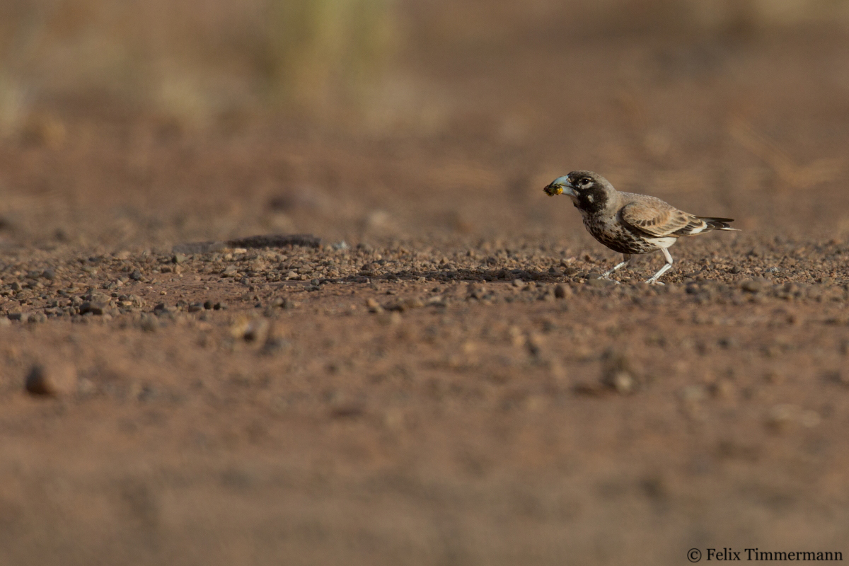 Thick-billed Lark
