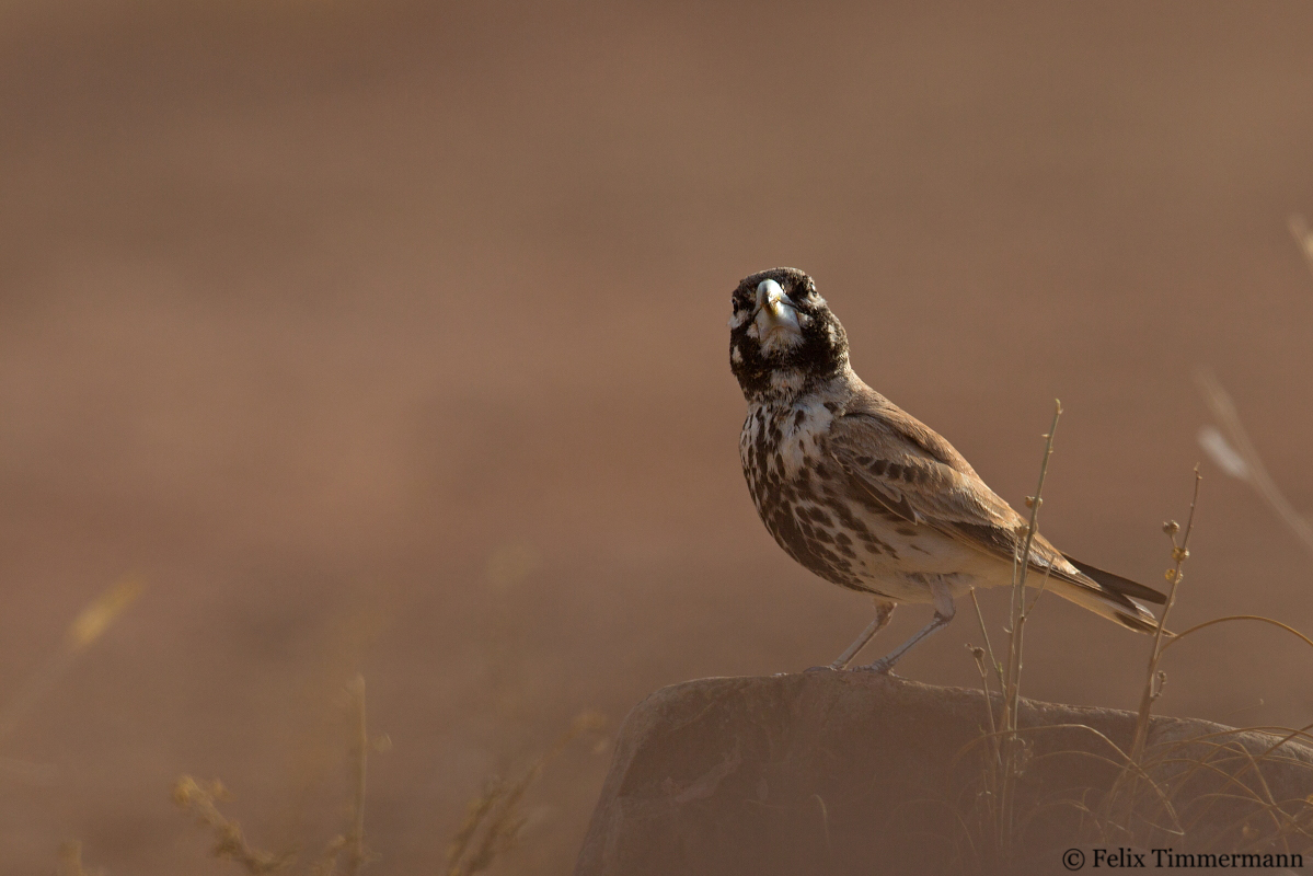Thick-billed Lark