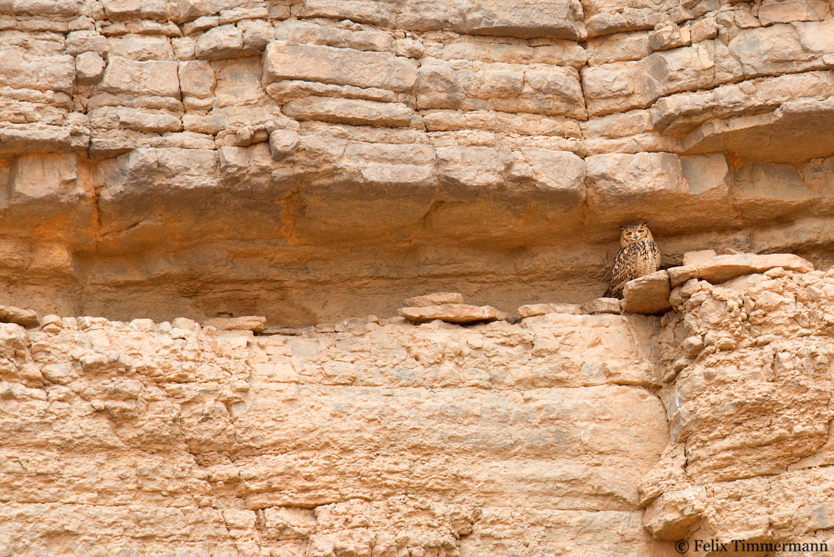 Pharaos Eagle Owl