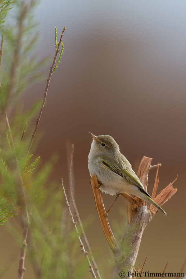 Western Bonellis Warbler
