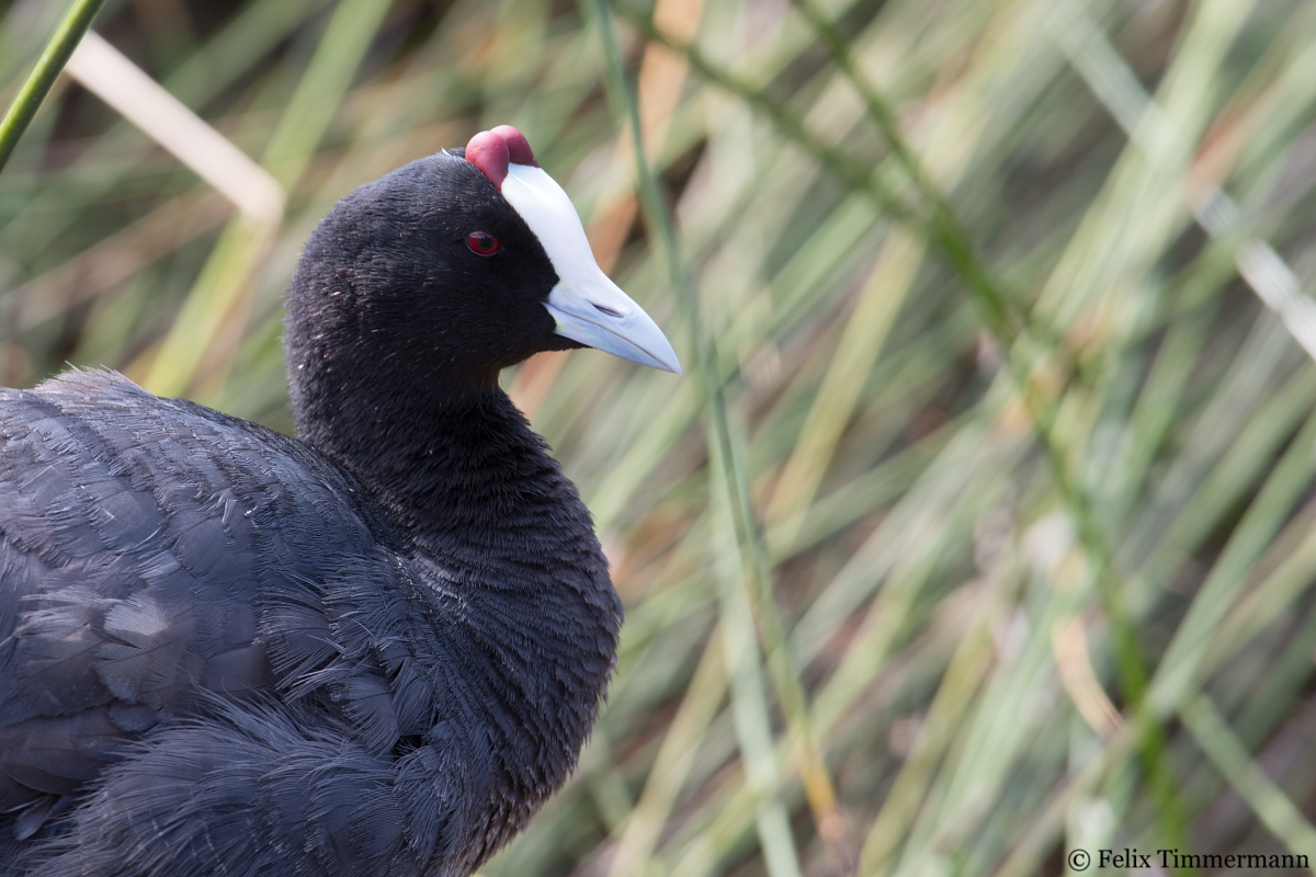 Red-knobbed Coot