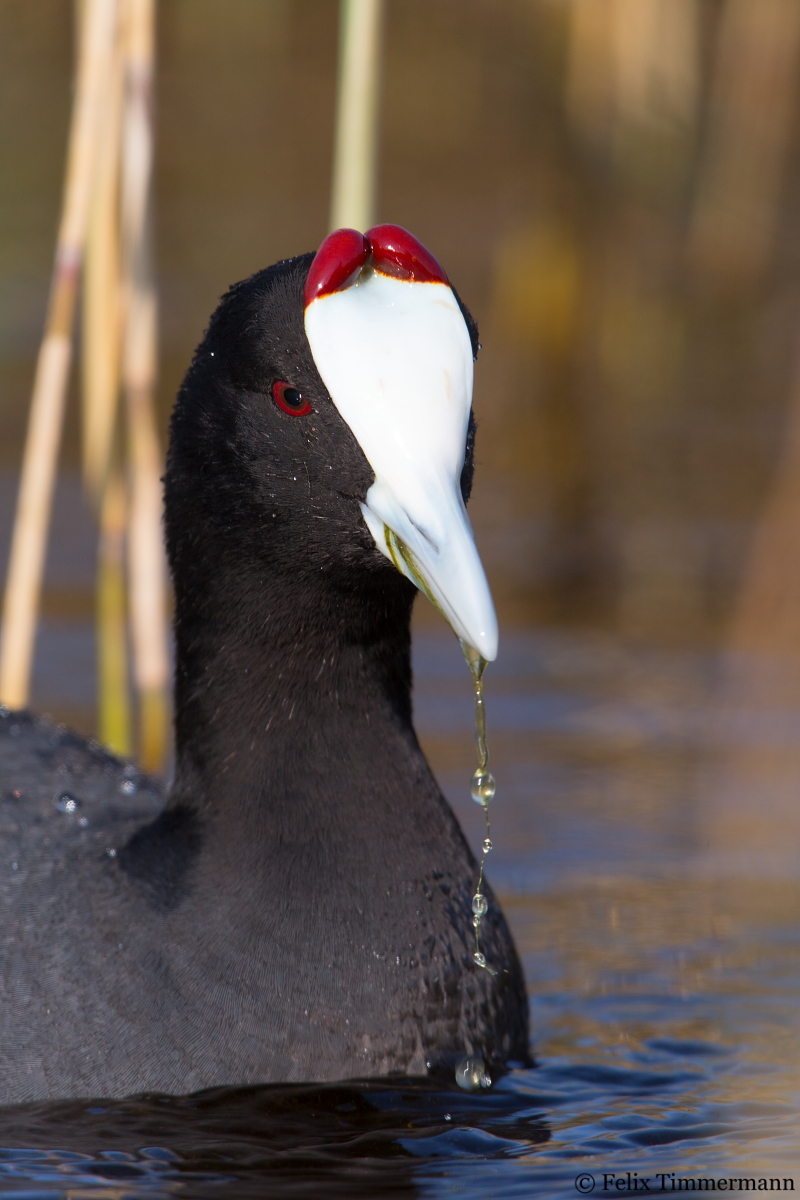 Red-knobbed Coot