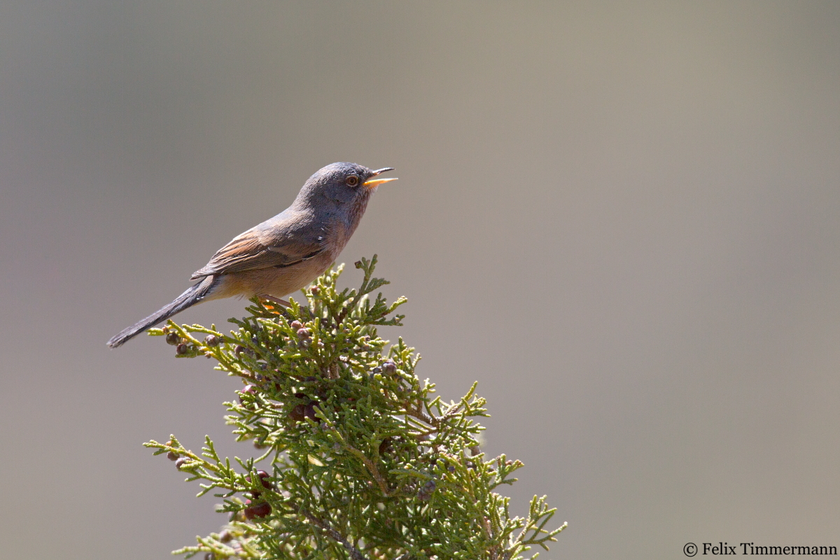Tristrams Warbler
