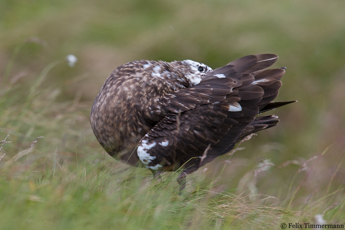 Great Skua