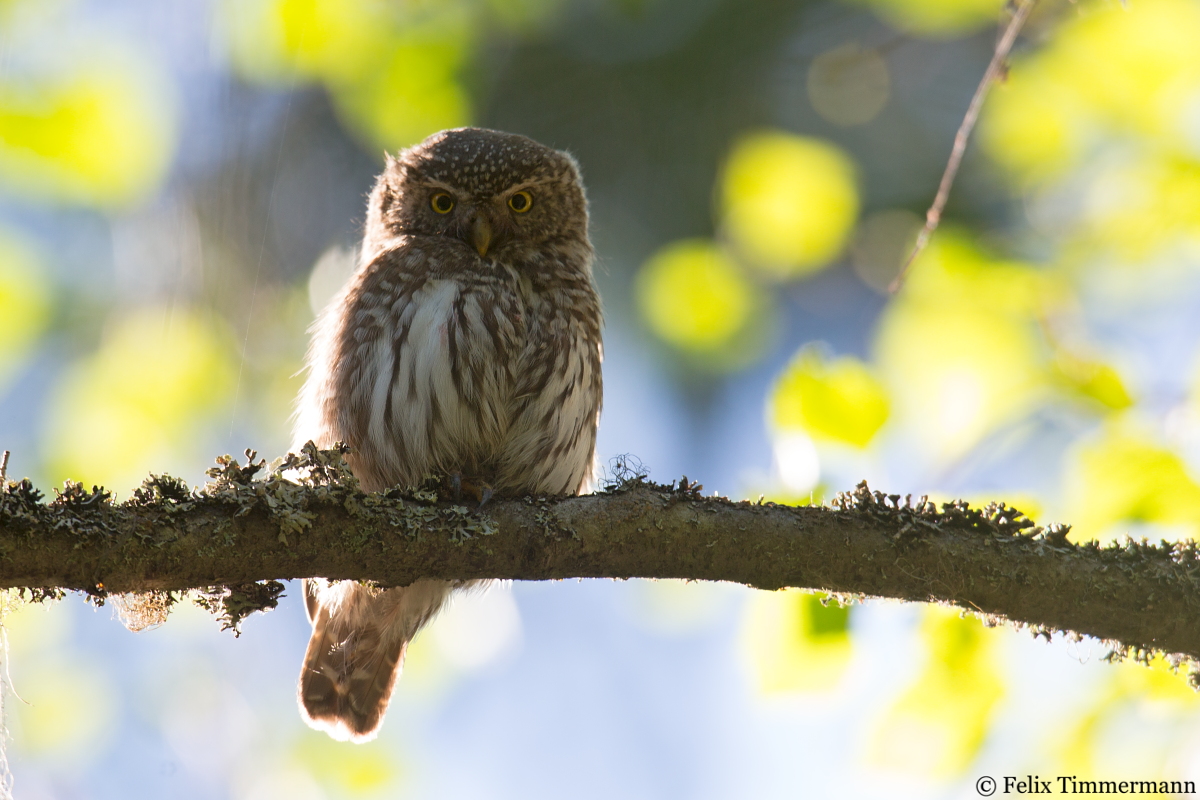 Pygmy Owl