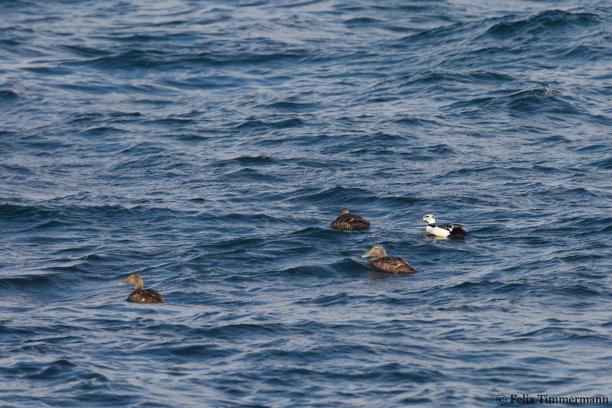 Stellers Eider