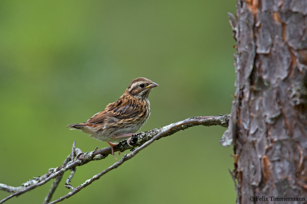Rustic Bunting