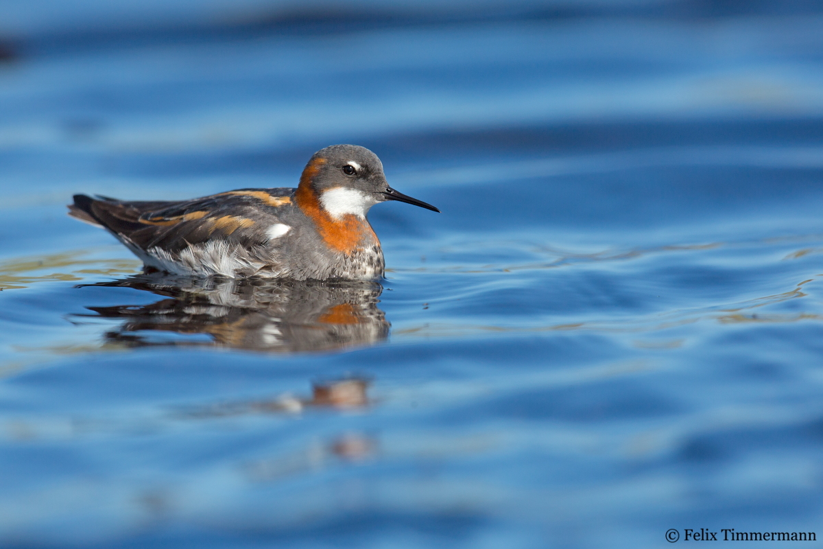 Red-necked Phalarope