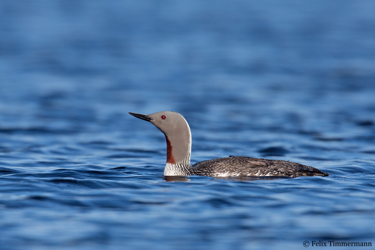 Red-throated Loon