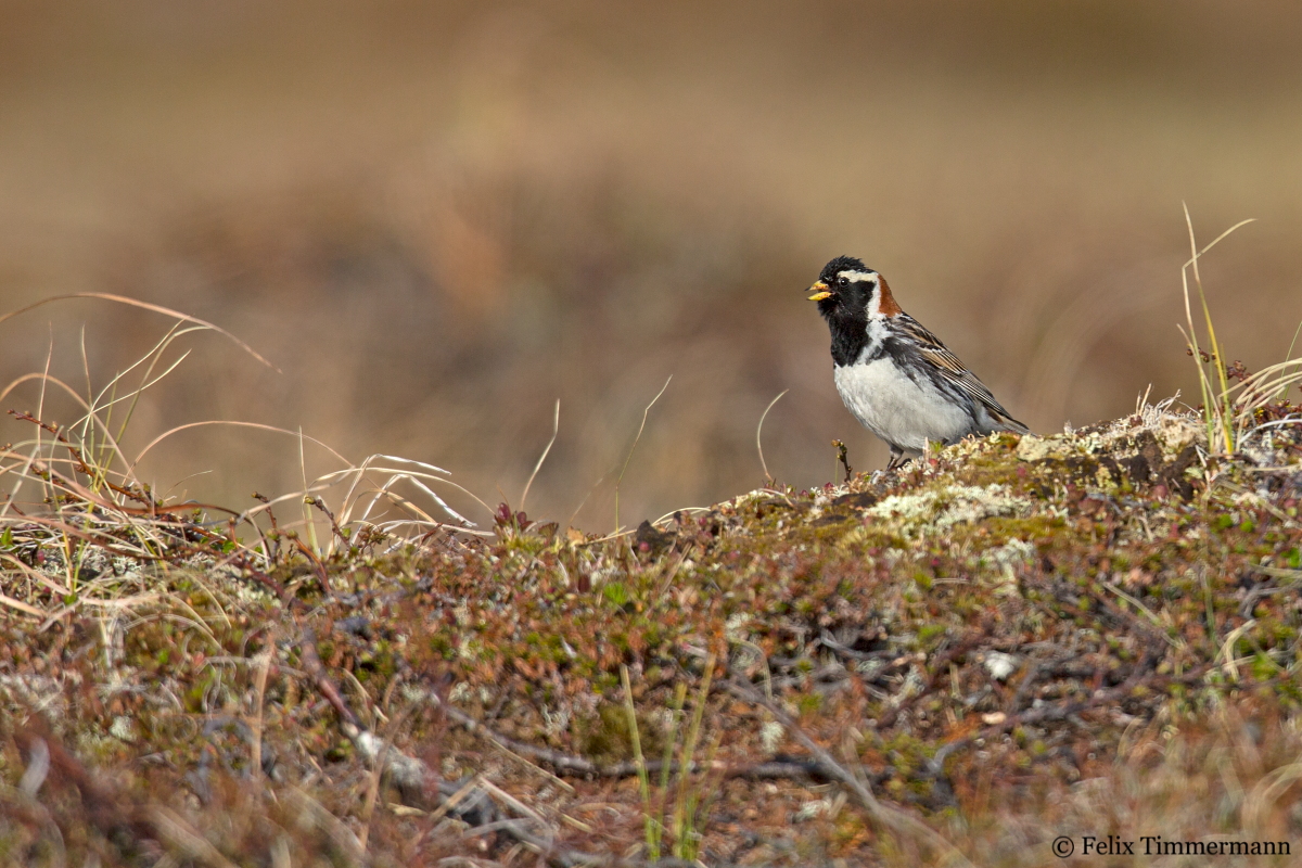 Lapland Longspur