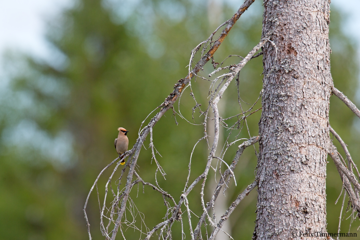 Waxwing