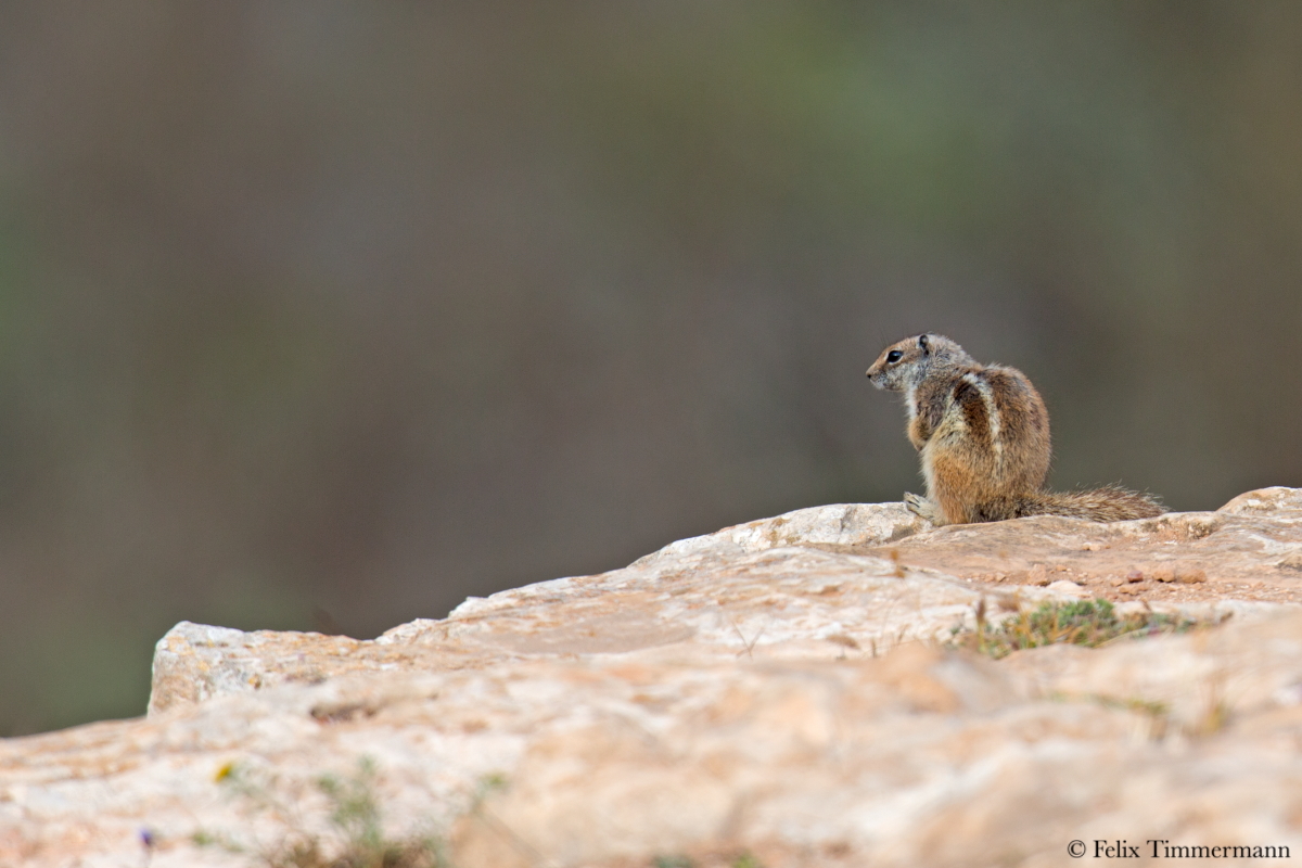 Atlas Ground Squirrel