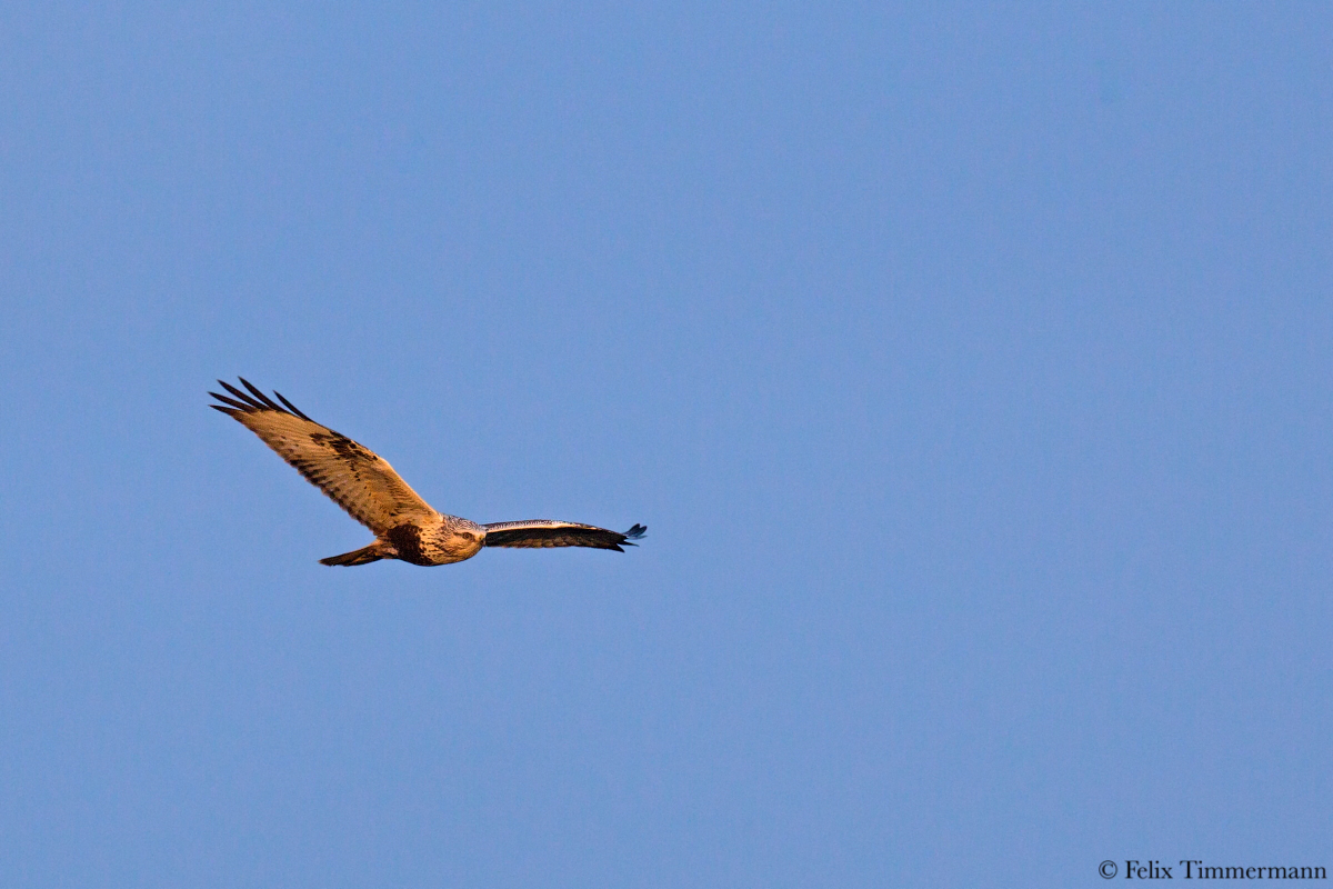 Rough legged buzzard