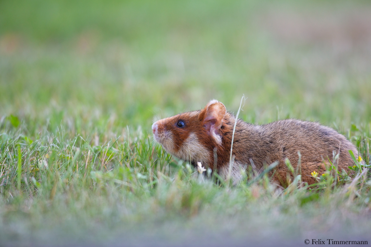 European Hamster