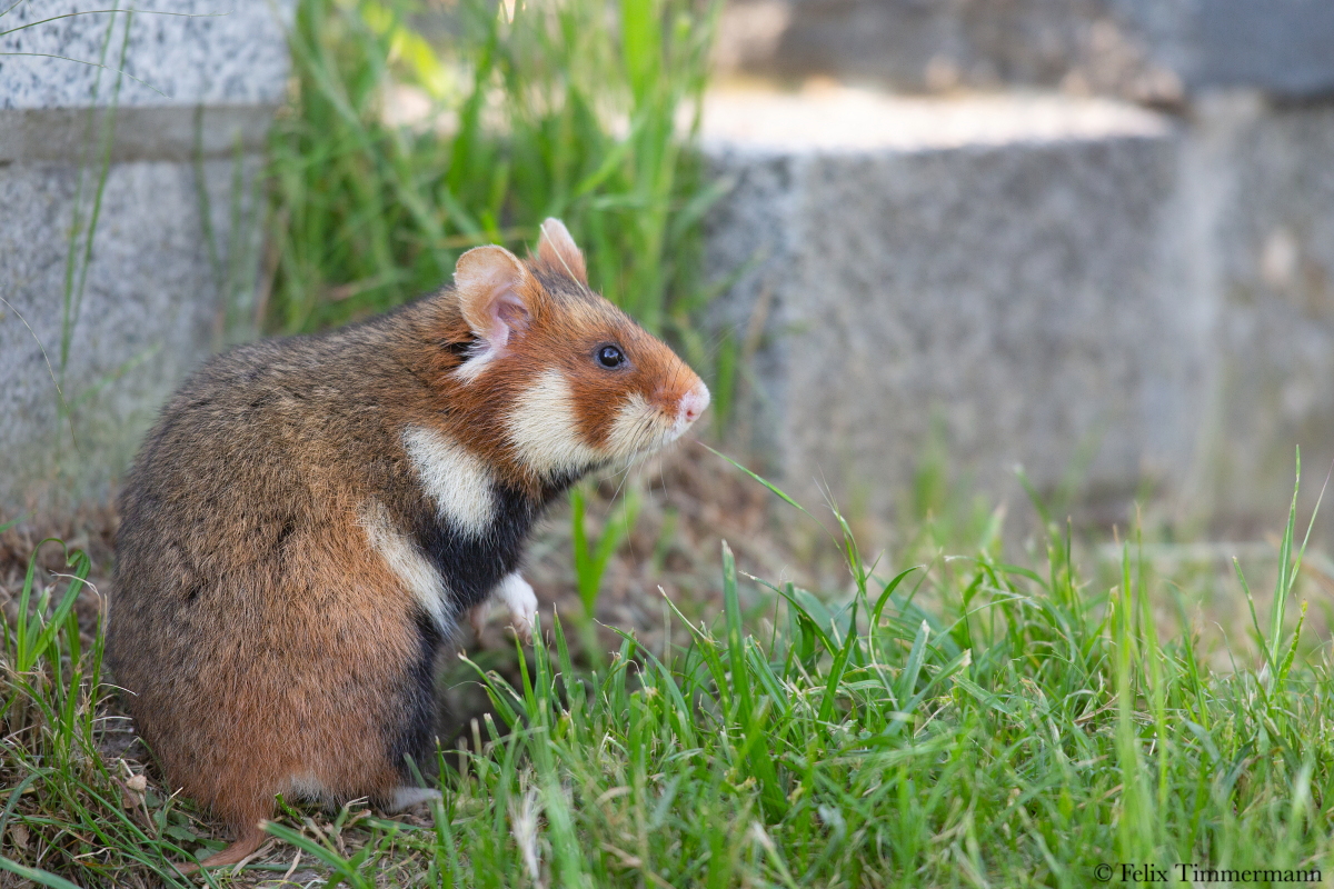 European Hamster