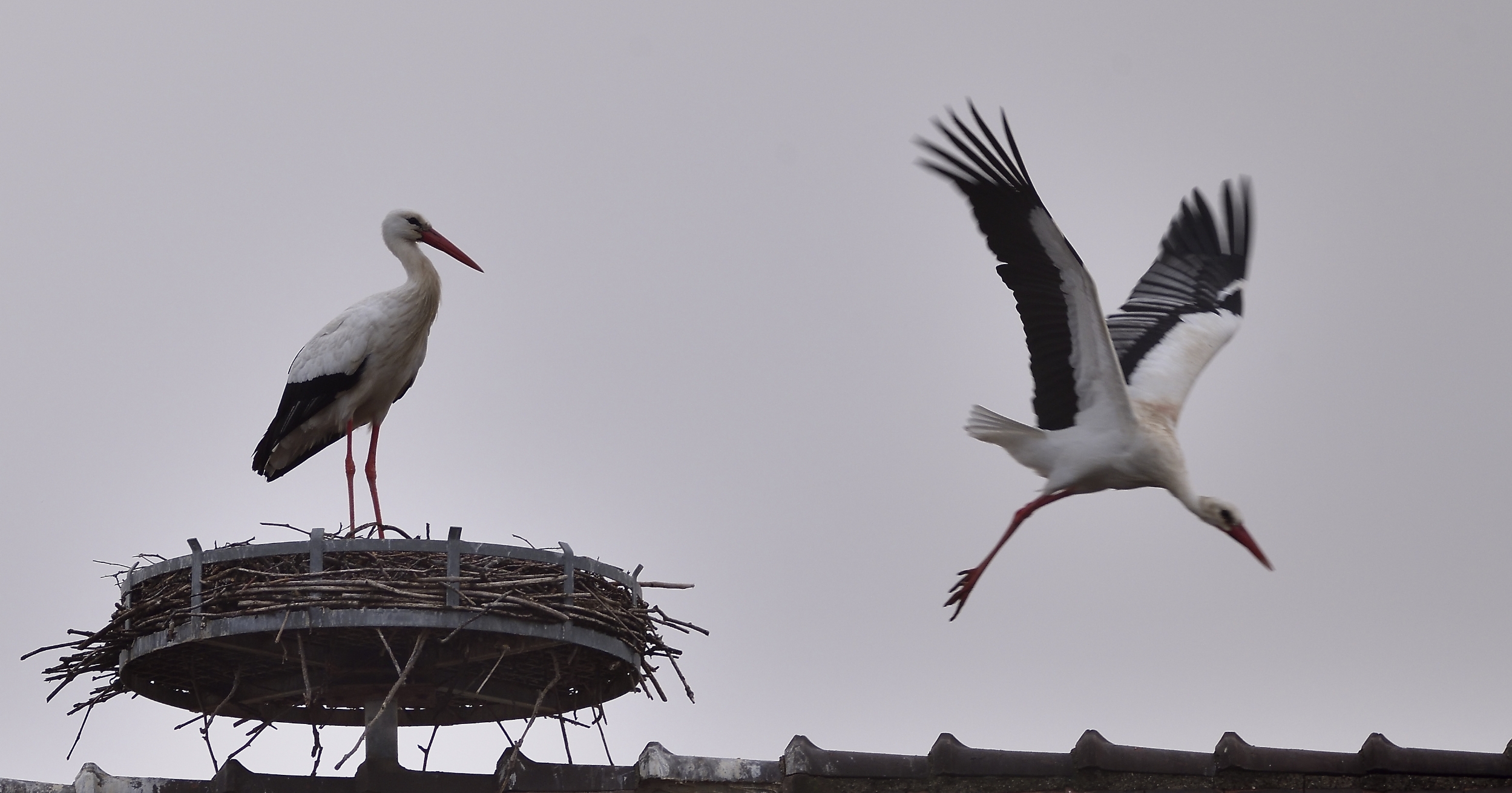 Couple de cigognes