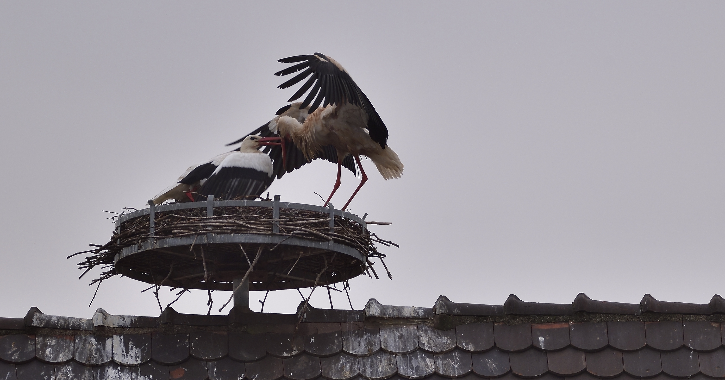 Couple de cigognes