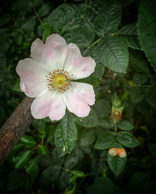 Dog Rose