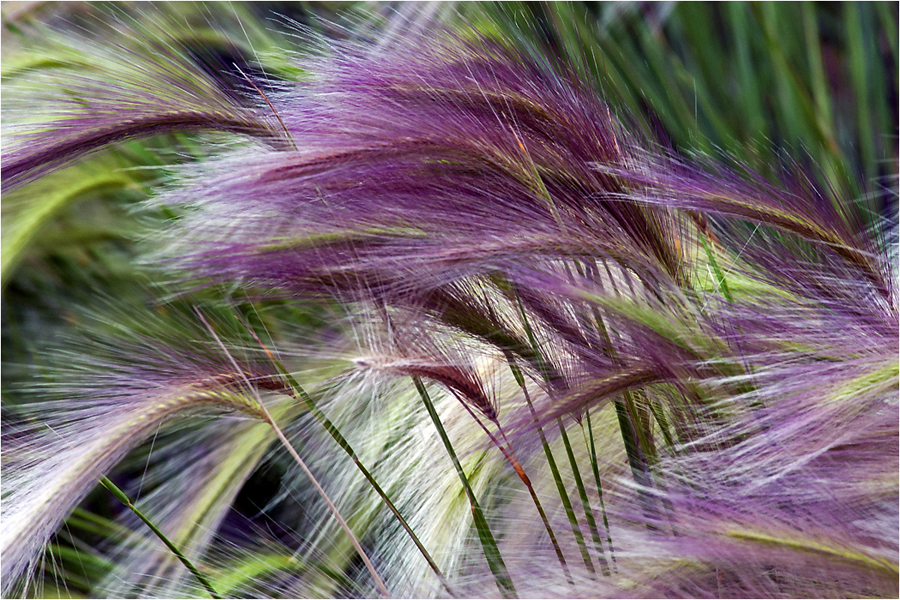 Prairie Grass