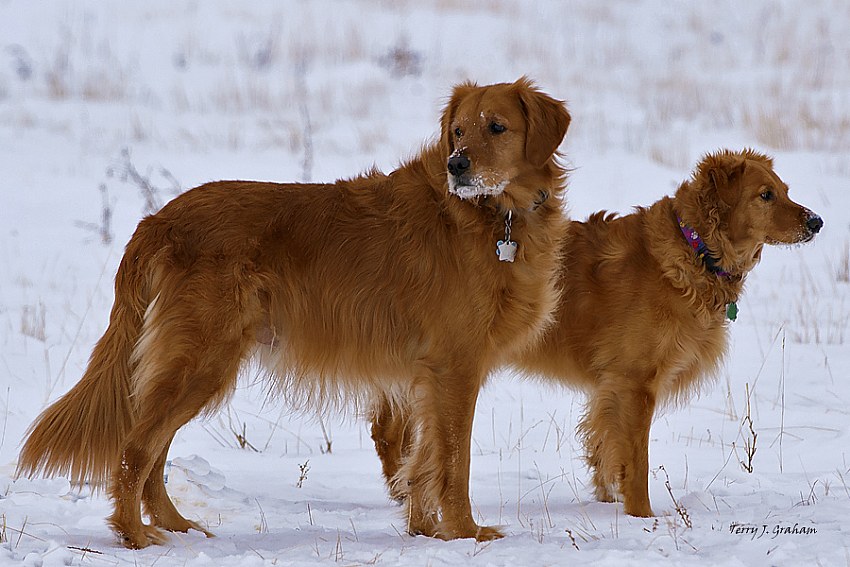 Hercules & Haley